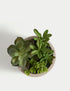 Marks & Spencer "Artificial Succulent Garden"